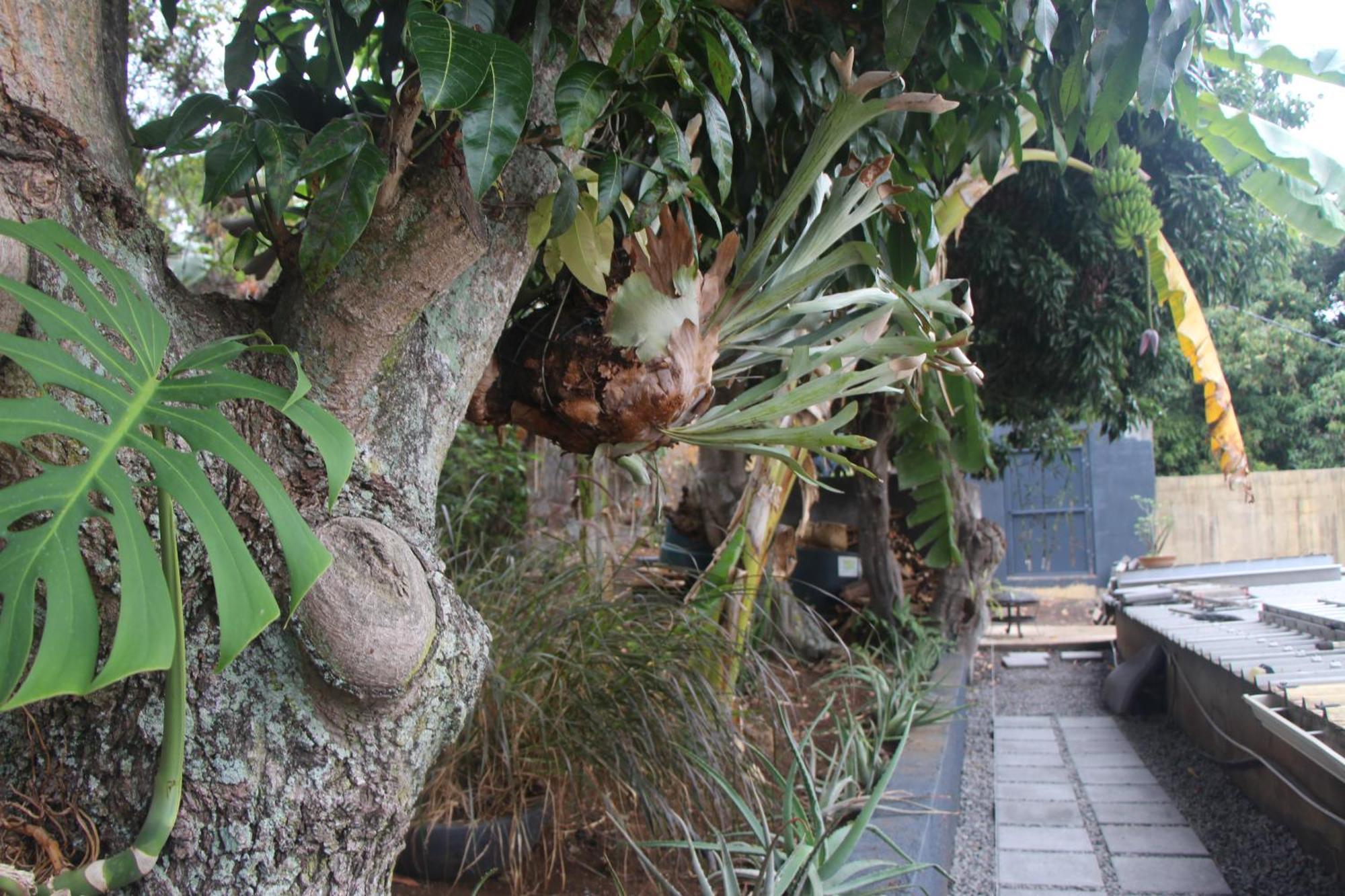 La Liane De Jade 974-Lodge Le Palissandre - Jacuzzi Privatif - Piscine Chauffee Le Bois de Nefles  エクステリア 写真